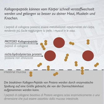 Peptidi di collagene Grass Feed Bioactive Solugel senza allergeni
